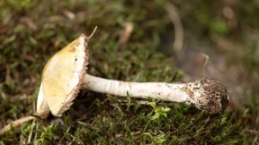 Giftige Pilze, richtig zubereitet