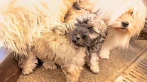 Wenn der Hund zum Sofa passen muss