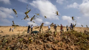 Heuschreckenplage in Ostafrika
