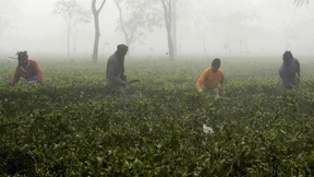Mehr als hundert Tote nach Schnaps-Vergiftung in Indien