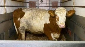 Spektakuläre Flucht vor dem Schlachter