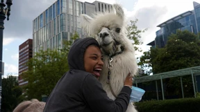 Weniger Drama dank Lama