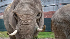Opel-Zoo kämpft mit Besucher-Rückgang