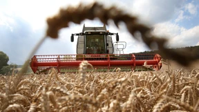 Weniger Naturschutz für mehr Weizen?