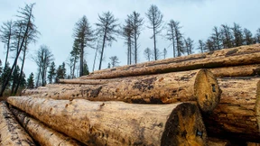 Holzpreise in Amerika sinken rapide