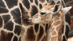 Identifikationsfiguren frisst man nicht