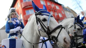 Tierschützer und Promis fordern Pferdeverbot beim Karneval