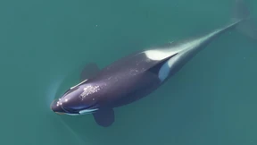 „Alle machen es, ständig“