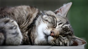 Forscher bitten um Katzenvideos: „Wir benötigen Ihre Hilfe“