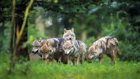 Die Jagd ist keine Lösung