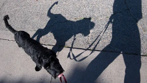 Gassigehen soll in Iran bald als Straftat gelten