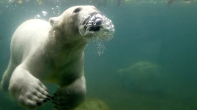 Diese Tierarten sind vom Aussterben bedroht