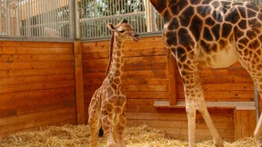 Beliebter Giraffenbulle stirbt an Störung des Darms