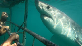 Wo sind die Weißen Haie hin?