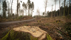Baum gesucht für den Klimawandel