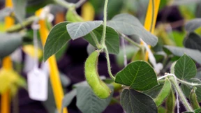 Inflationssorgen wachsen - wegen Soja