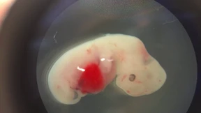 Mischwesen für die Medizin