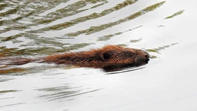 Der Klimawandel lädt die Biber ein