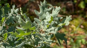 Erfreulich, Endlich, Eiche