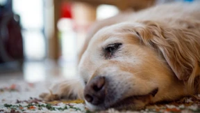 Uralte Katze, dementer Hund