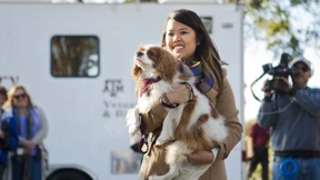 Können Haustiere Ebola übertragen? 