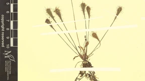 Fleischfressende Pflanze in Bayern