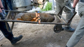 Weltkriegsbombe in Bad Vilbel gesprengt