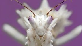 Die Kleinsten sind die Größten