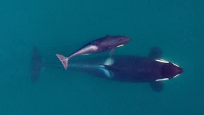 Jeder Wal ist anders