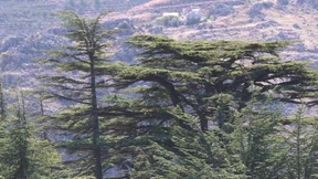 Klimawandel bedroht Libanons Zedern