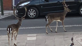 Rehe laufen durch menschenleere Straßen in Paris
