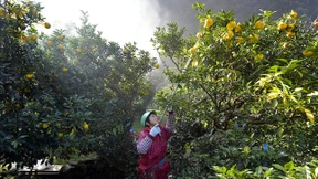 Glück riecht wie Yuzu-Früchte