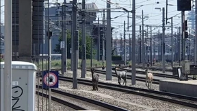 Lamas legen wichtige Wiener Bahnstrecke lahm