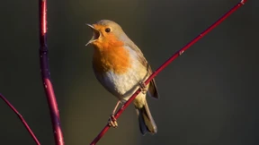 Studie: Sechs Minuten Vogelgezwitscher helfen gegen Angst