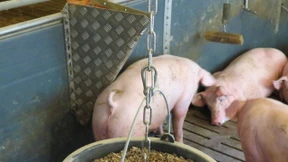 Ein paar Cent für mehr Tierwohl im Stall