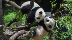 Japans ältester Zoo zeigt erstmals seltene Panda-Zwillinge