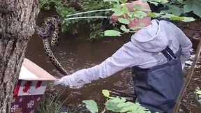 Drei Meter lange Anakonda in Bachlauf entdeckt