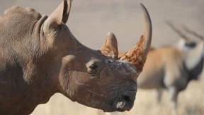 Fälscher, Schmuggler, Schwarzarbeiter