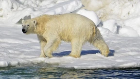 Eisbär tötet zwei Menschen