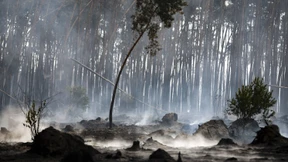 Rettet den Wald, wir brauchen ihn noch