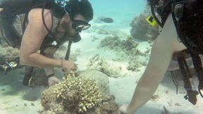 Australien verhindert Herabstufung des Great Barrier Reef
