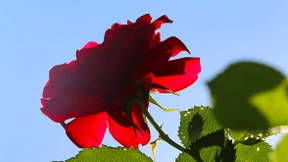 Blühende Gendersternchen