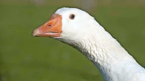 „Gänse haben Rom vor angreifenden Horden gewarnt“