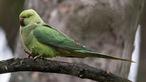 Papageien als Plagegeister