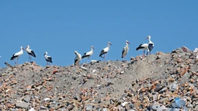 Auf jeder Laterne sitzt ein Storch