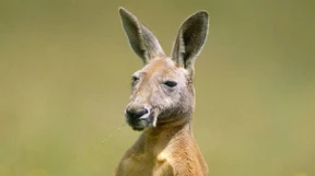 Das Asoziale Netzwerk jagt den Pinguin