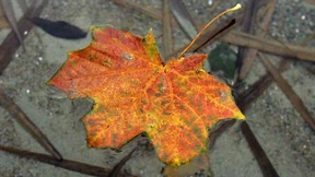 Wenn der Ahorn sein Grün verliert