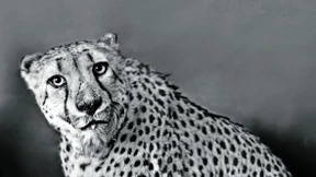 Das unverstellte Gesicht