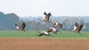 Kraniche lieben Hochdruckwetter