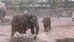 Elefanten freuen sich über Schnee in Las Vegas